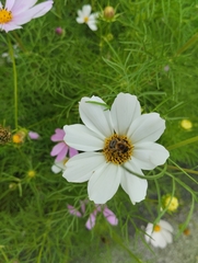 Bombus pascuorum