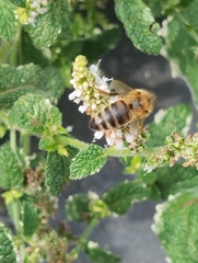 Apis mellifera