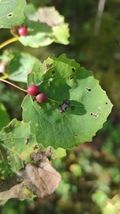 Harmandiola tremulae