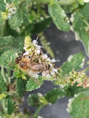 Apis mellifera