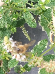 Apis mellifera