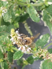 Apis mellifera
