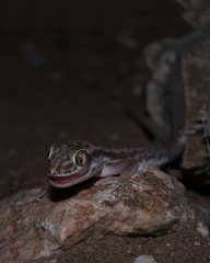 Crossobamon eversmanni