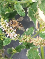 Apis mellifera