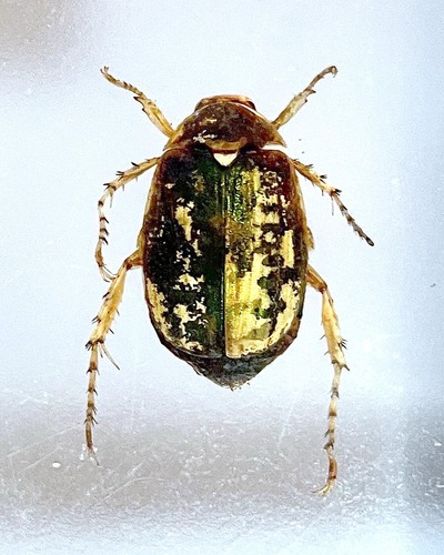 Anomala nubeculosa