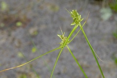 Cyperus fendlerianus