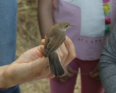 Curruca communis