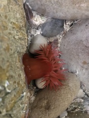 Actinia ebhayiensis