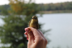 Phylloscopus trochilus