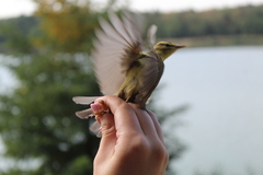 Phylloscopus trochilus