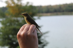 Phylloscopus trochilus