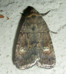 Athetis leuconephra