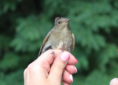 Luscinia luscinia