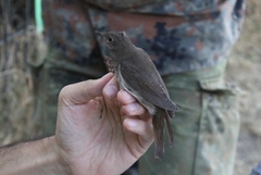 Luscinia luscinia