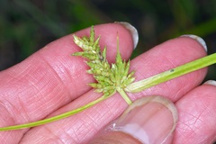 Cyperus fendlerianus
