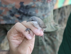 Curruca curruca