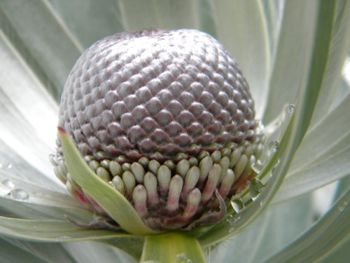 Leucadendron argenteum