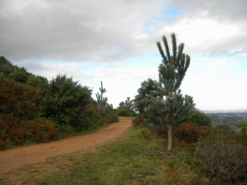 Leucadendron argenteum