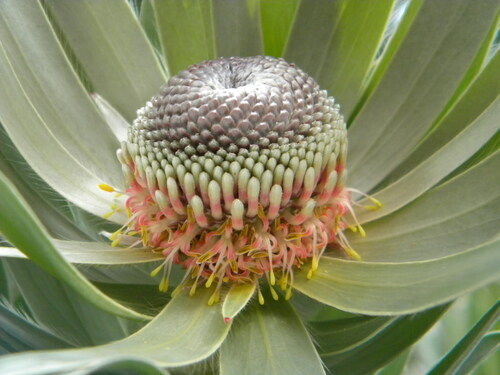 Leucadendron argenteum