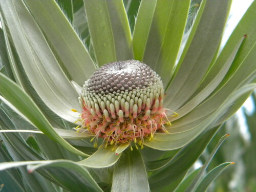 Leucadendron argenteum