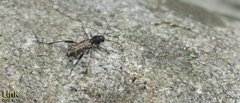 Xylotrechus cuneipennis