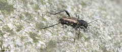 Xylotrechus cuneipennis