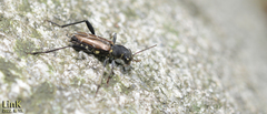 Xylotrechus cuneipennis