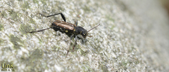 Xylotrechus cuneipennis