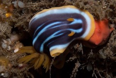 Chromodoris africana