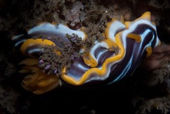 Chromodoris africana