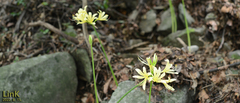 Lycoris flavescens