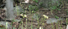 Lycoris flavescens