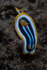 Chromodoris africana