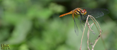 Sympetrum speciosum