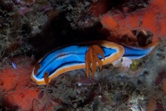 Chromodoris hamiltoni
