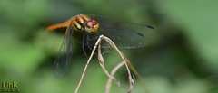 Sympetrum speciosum