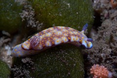 Hypselodoris pulchella