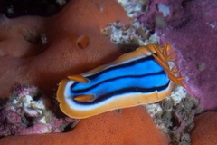 Chromodoris hamiltoni