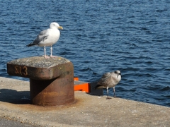 Larus argentatus