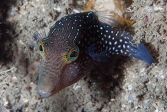 Canthigaster amboinensis