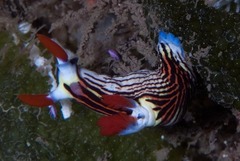 Nembrotha aurea