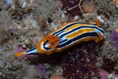 Chromodoris celinae