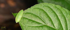 Neotituria kongosana