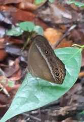 Mycalesis orseis