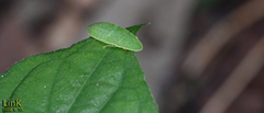 Neotituria kongosana