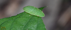 Neotituria kongosana