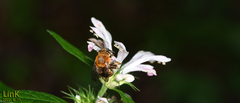 Amegilla florea