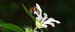Amegilla florea