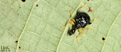 Phymatapoderus flavimanus