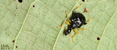 Phymatapoderus flavimanus
